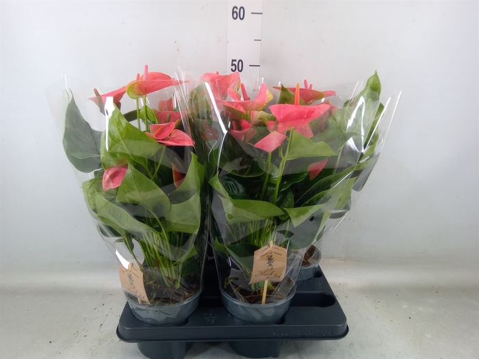 <h4>Anthurium andr. 'Sweet Dream'</h4>
