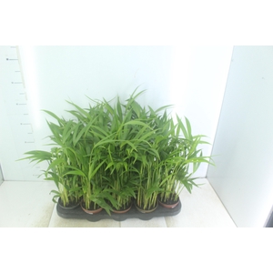 ARECA BAMBU P11