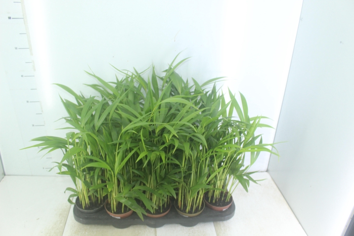 <h4>ARECA BAMBU P11</h4>