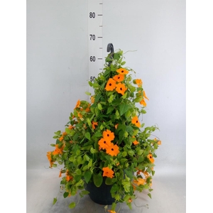 Thunbergia  'Suzie Orange wEye'