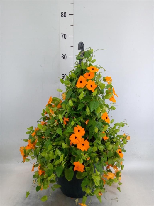 <h4>Thunbergia 'Suzie Orange wEye'</h4>