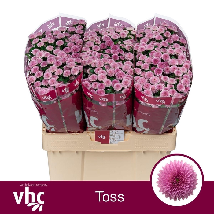 <h4>CHR SAN AAA TOSS</h4>