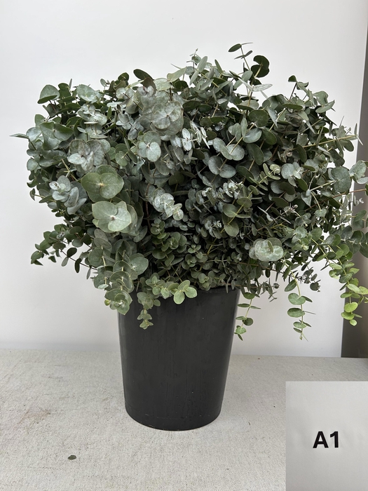 <h4>EUC CINEREA PER STEEL -IT-</h4>