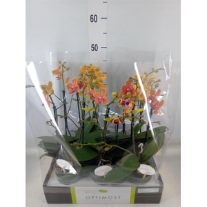 Phalaenopsis multi. 'Paprika'