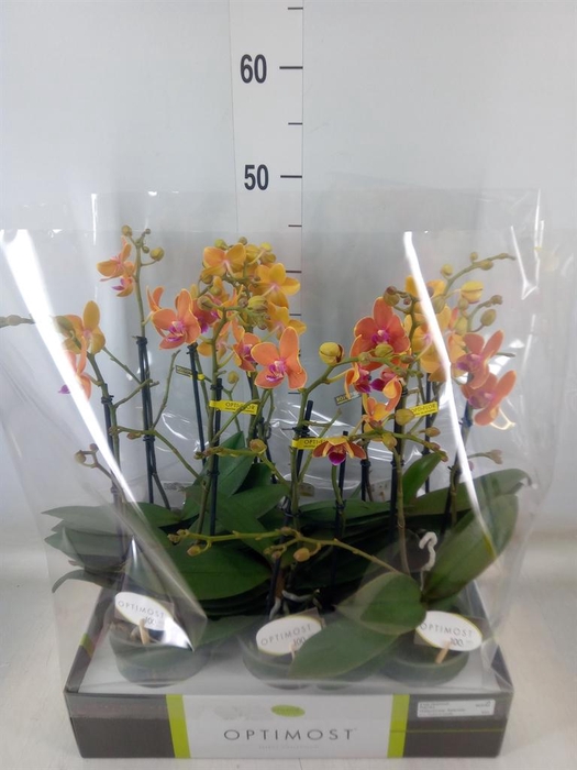 <h4>Phalaenopsis multi. 'Paprika'</h4>