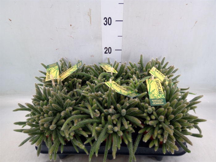 <h4>Rhipsalis baccifera subsp. horrida</h4>