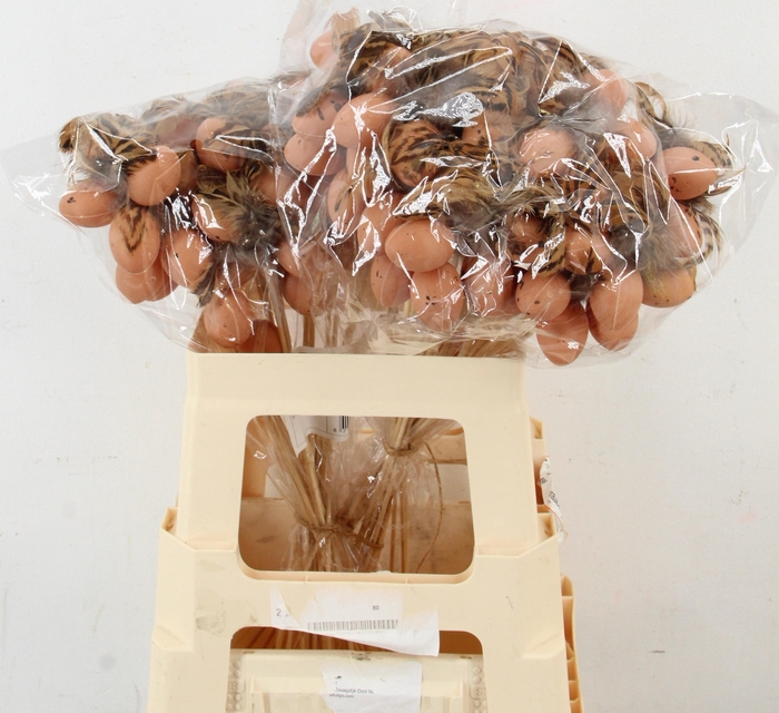 <h4>HUIS EN TUINDECO H%</h4>