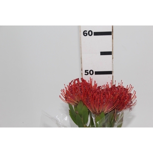 PROTEA LEUCOSPERMUM VERMELHO