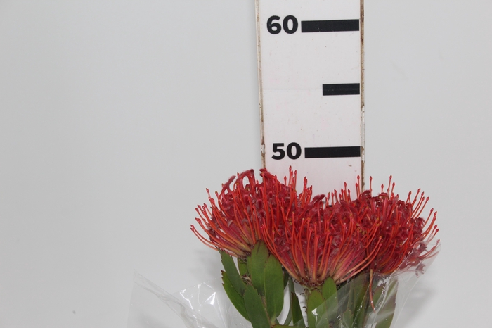 <h4>PROTEA LEUCOSPERMUM VERMELHO</h4>