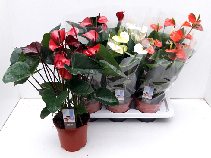 <h4>ANTHU AN GEM 3 KL</h4>