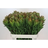 Leucadendron Goldstrike
