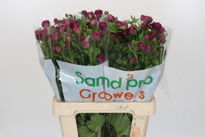 <h4>Ranunculus Magical Raspberry</h4>