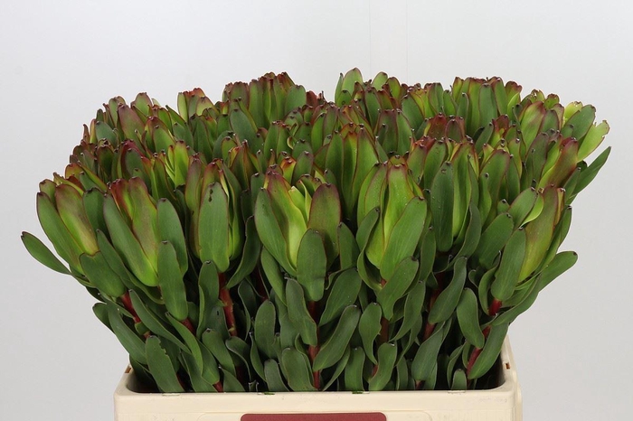 <h4>LEUCADENDRON  'LAUREL YELLOW'</h4>
