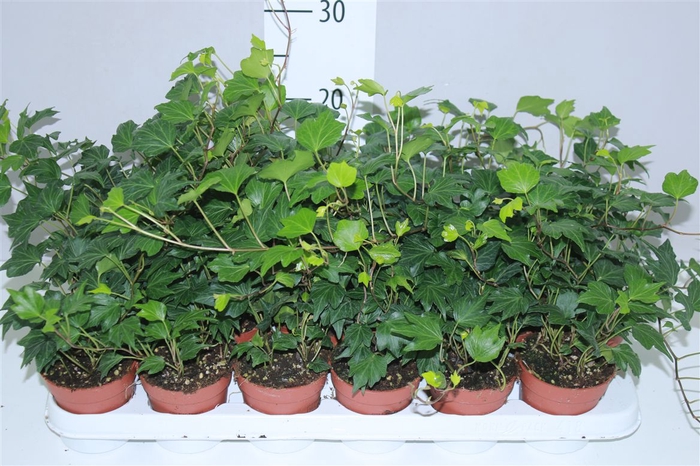 <h4>Hedera He Green Ripple</h4>
