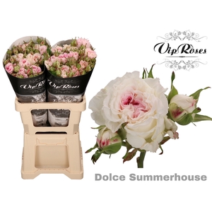 R TR DOLCE SUMMERH