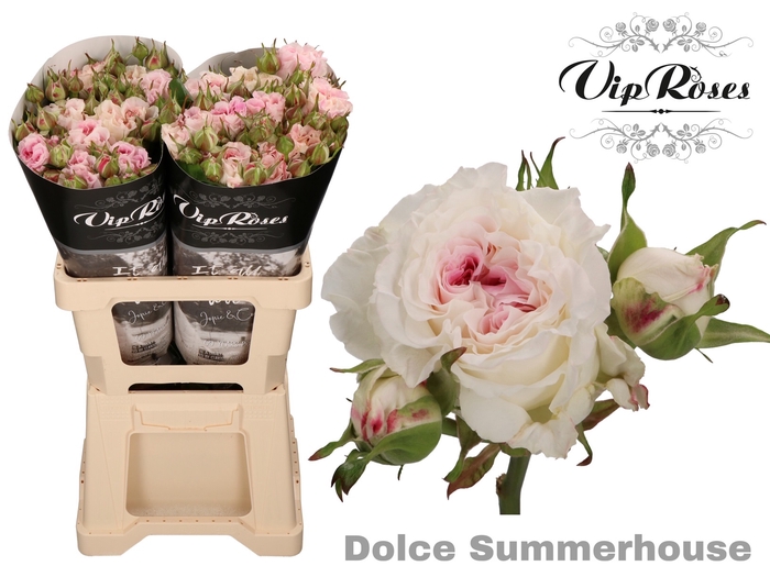 R TR DOLCE SUMMERH