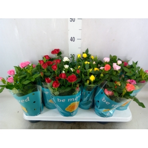 Rosa  'Beau Monde'   ...mix