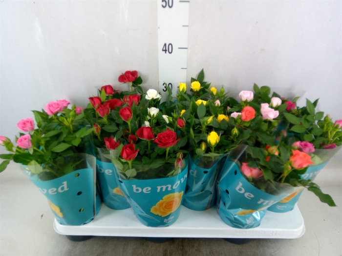 <h4>Rosa  'Beau Monde'   ...mix</h4>