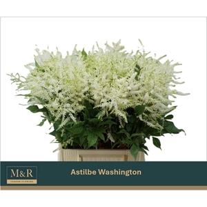 ASTIL JA WASHINGTON