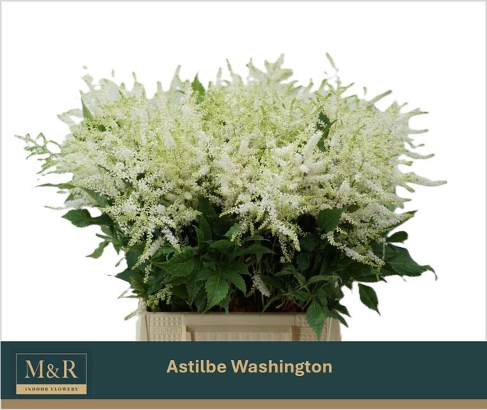 <h4>ASTIL JA WASHINGTON</h4>