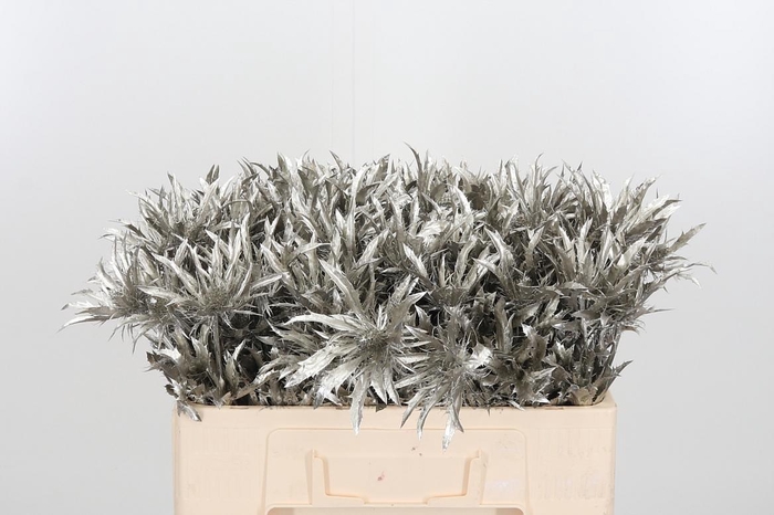 <h4>Eryn Orion Kl Bh Platina</h4>