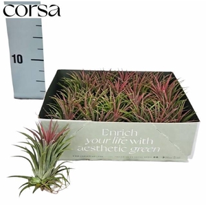 Tillandsia ionantha 6Ø 6cm