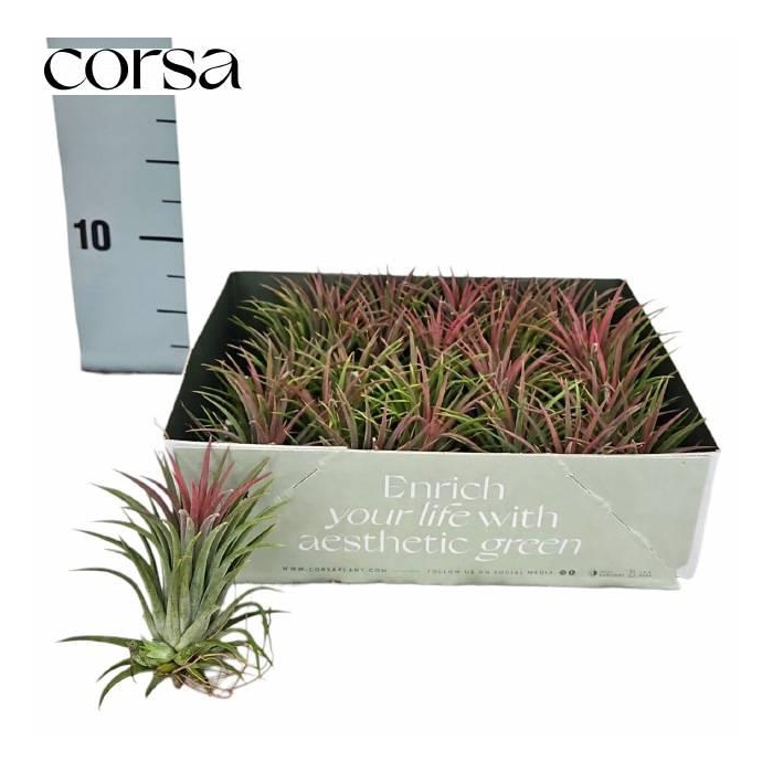 <h4>Tillandsia ionantha 6Ø 6cm</h4>