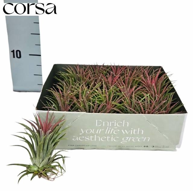 Tillandsia ionantha 6Ø 6cm