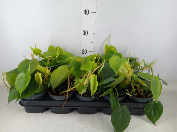 <h4>Philodendron scand.</h4>