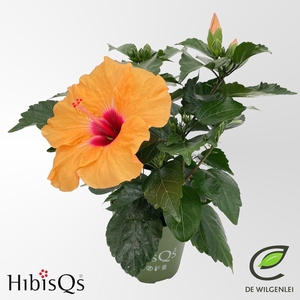 Hibiscus Adonicus Salmon