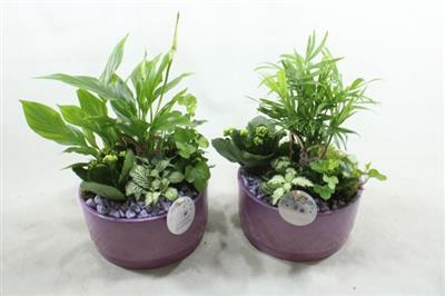 <h4>Sc003 Loes Lila</h4>