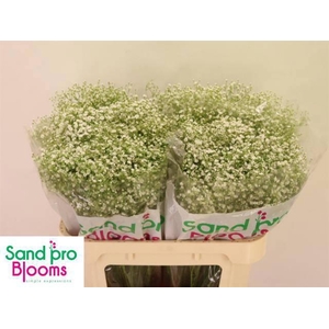 GYPS PA ZI DISCOVERY