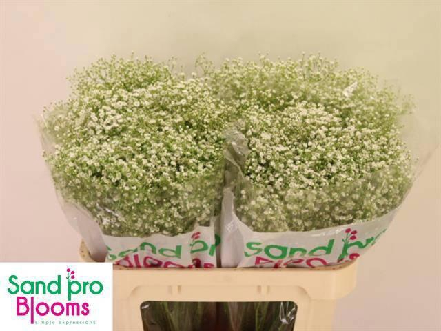 <h4>GYPS PA ZI DISCOVERY</h4>