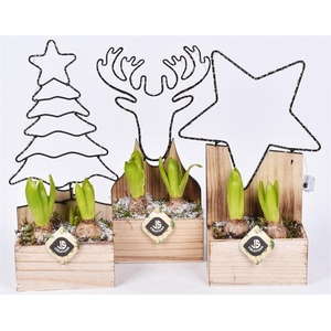 Hout met Led frame 16x8 assortie