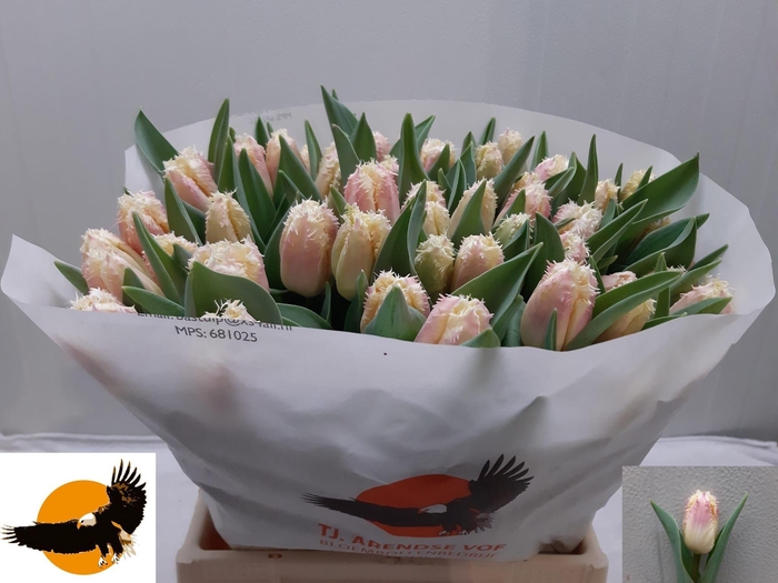 <h4>TU FR HAWAII</h4>