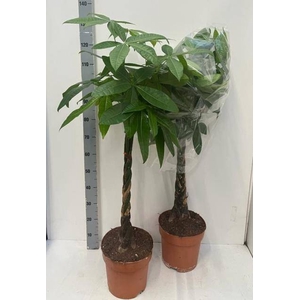 PACHIRA AQUATICA