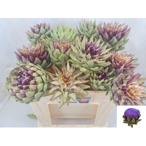 Cynara Sc Green Glob