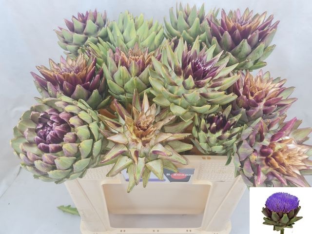 <h4>Cynara Sc Green Glob</h4>