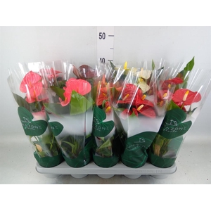 Anthurium   ...mix 4
