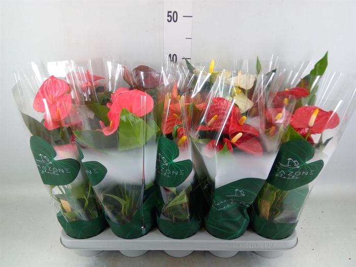 <h4>Anthurium   ...mix 4</h4>