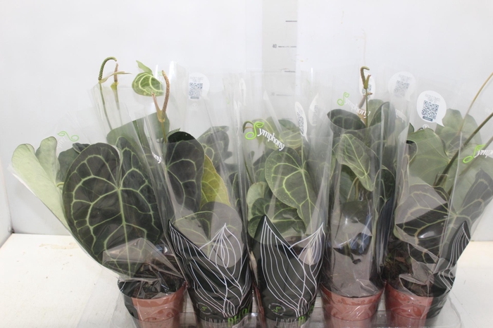 <h4>ANTH CLARINERVIUM P12</h4>