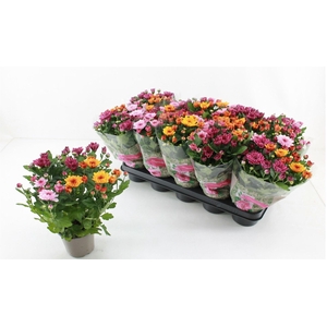 Chrysanthemum  'Mnt Aubisq'  ..mx/p