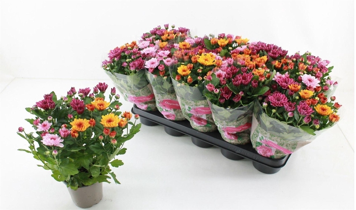 <h4>Chrysanthemum  'Mnt Aubisq'  ..mx/p</h4>