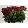 Paeonia Henry Bockstoce