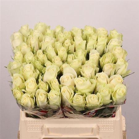 <h4>R Gr Athena</h4>