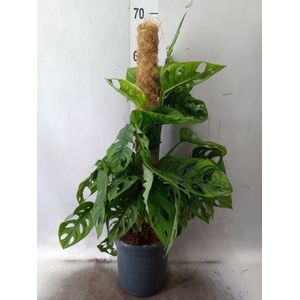 Monstera obliqua 'Monkey Mask'