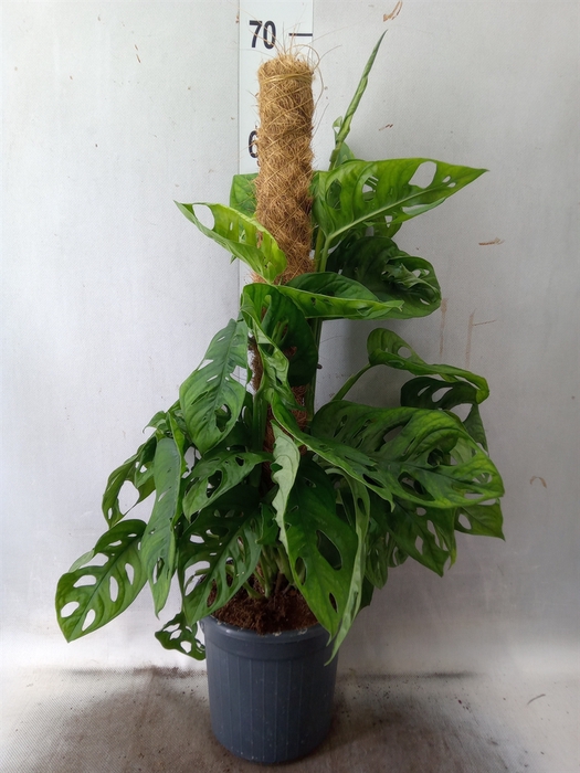 <h4>Monstera obliqua 'Monkey Mask'</h4>