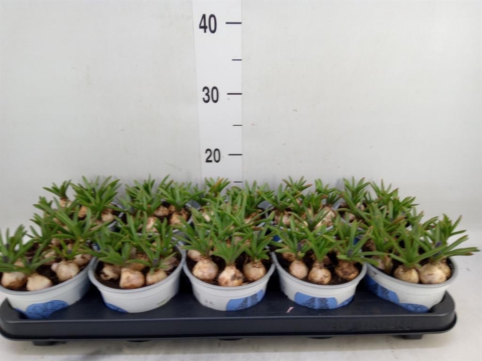 <h4>Muscari armeniacum</h4>