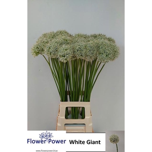 ALLIUM WHITE GIANT