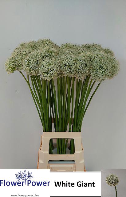 <h4>ALLIUM WHITE GIANT</h4>